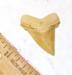 Yellow Angustidens shark tooth